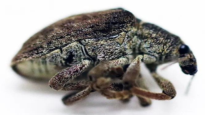 Detecten una casta d’escarabat exòtic invasor per primer cop a Mallorca