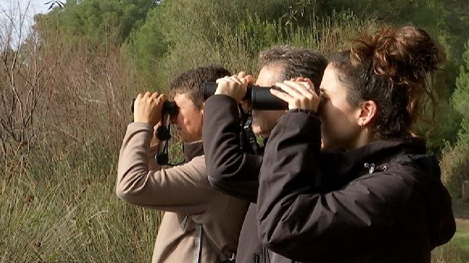 Els ornitòlegs ‘perden de vista’ la meitat dels esplugabous de Menorca