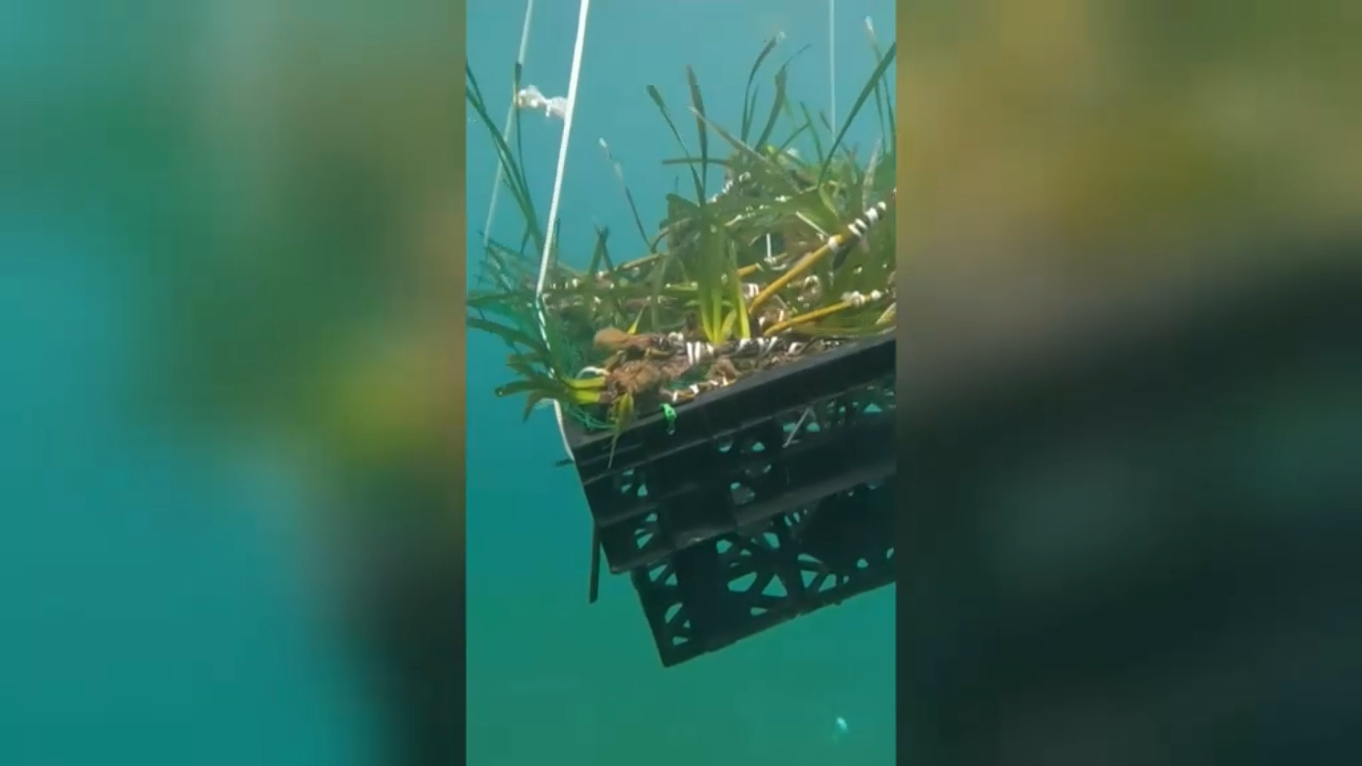 Plantant praderies de posidònia a les badies d’Alcúdia i Pollença