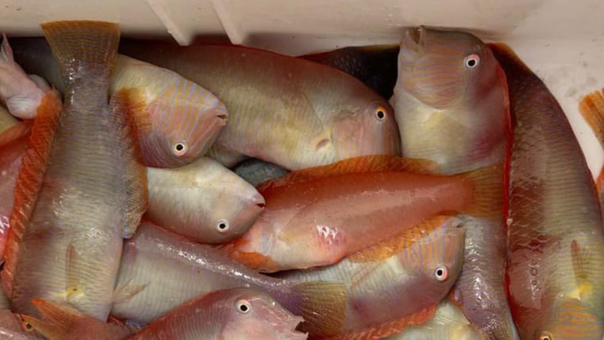 S’avança un dia l’inici de la pesca del raor a les aigües interiors de Mallorca i Menorca