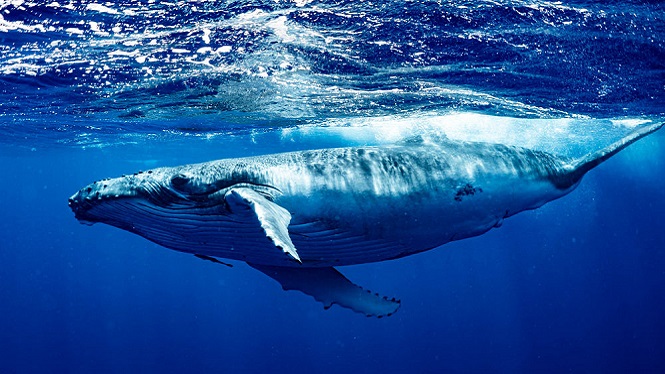 Balenes i dofins continuen lluitant per la seva preservació