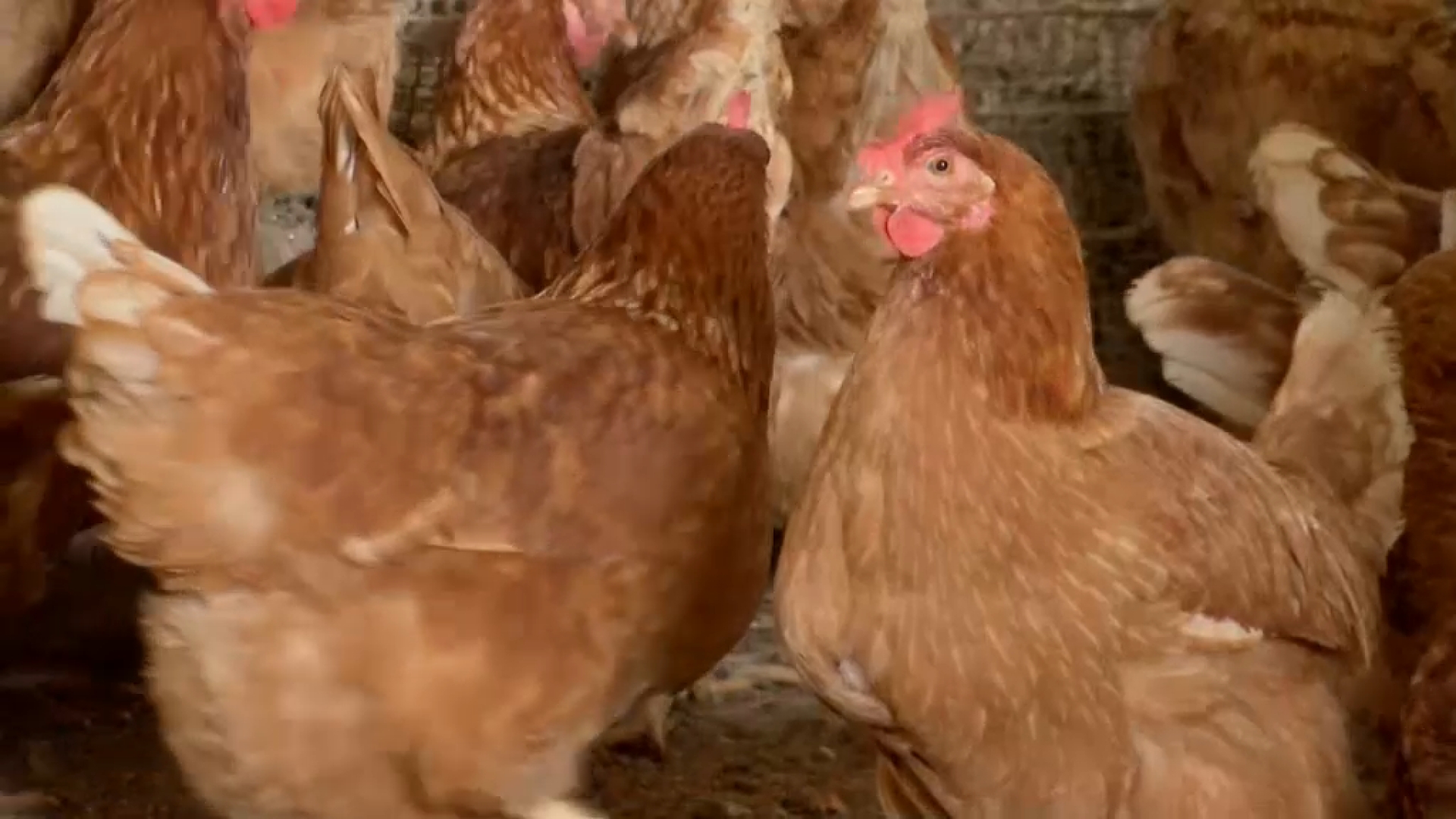 Entren en vigor noves restriccions a 14 municipis per frenar la propagació de la grip aviària