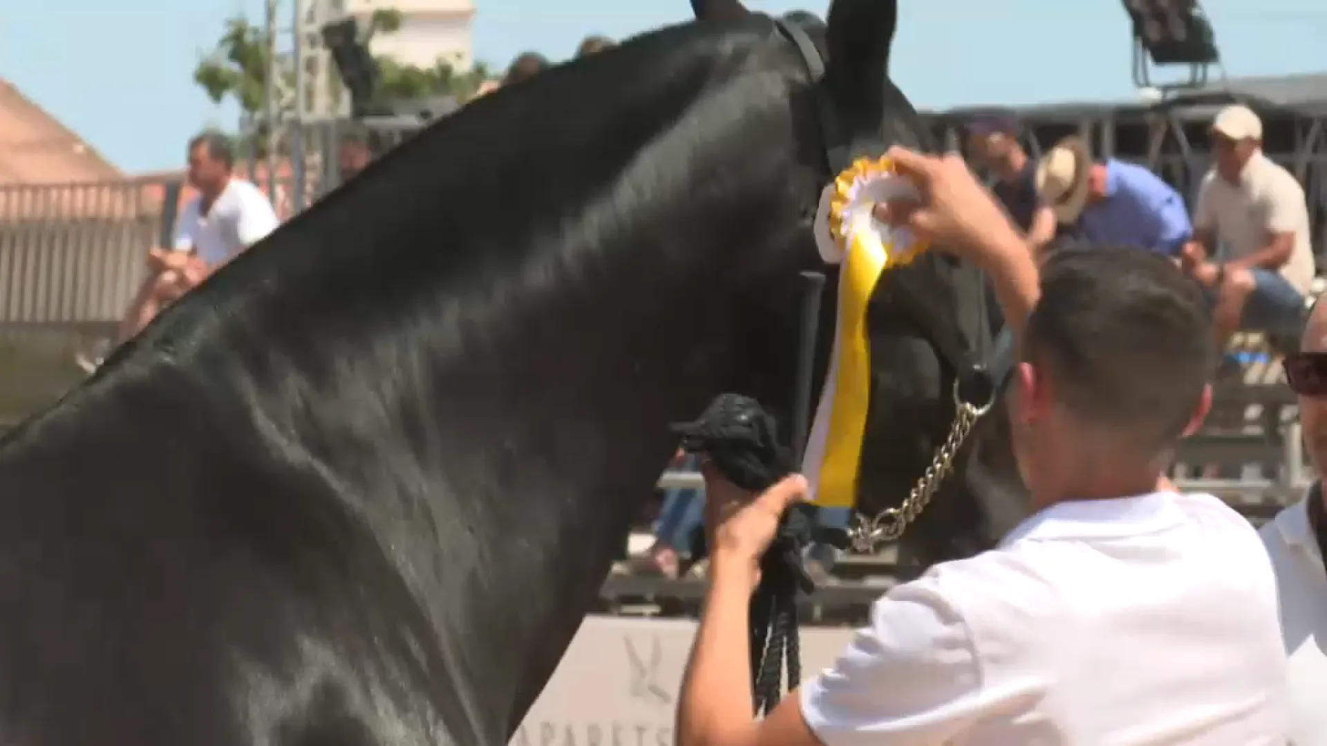 100 cavalls competiran al XXXII Concurs de Raça Menorquina