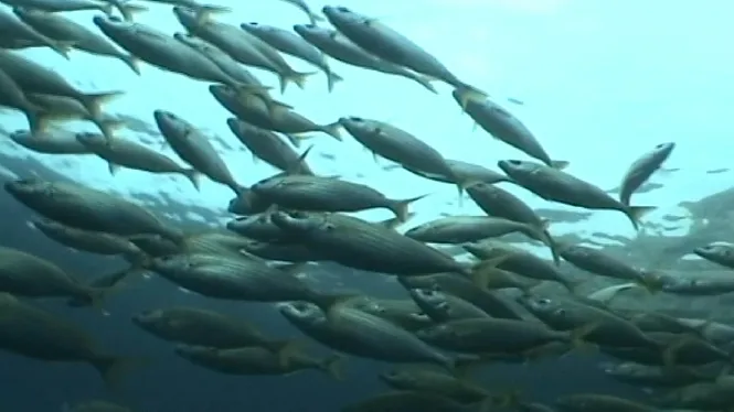 El GOB Menorca considera insuficients les sancions de pesca interposades a l’Illa durant el 2021