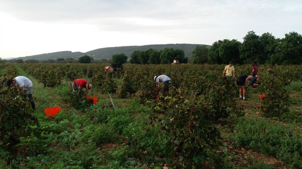 La DO Binissalem preveu un augment d’un 30%25 de la producció de raïm