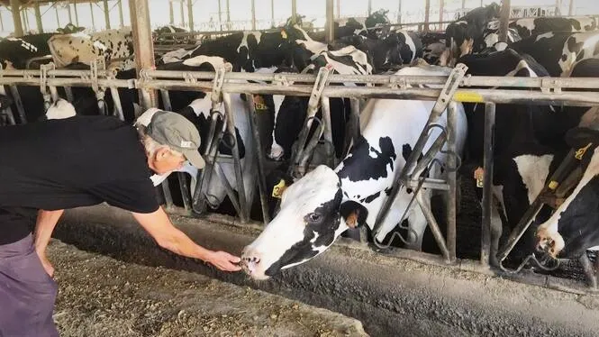 Agama renuncia a pagar manco per litre de llet però en redueix la demanda, segons Agricultura