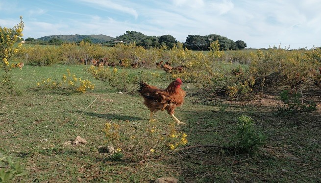 La Cooperativa d’Inca diu que no pot sostenir l’escorxador d’aus a Mallorca per baixa activitat