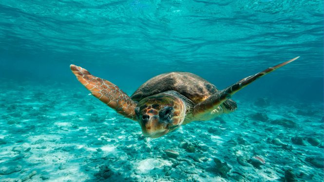 Creixen amb normalitat les tortuges marines nascudes en captivitat a Eivissa