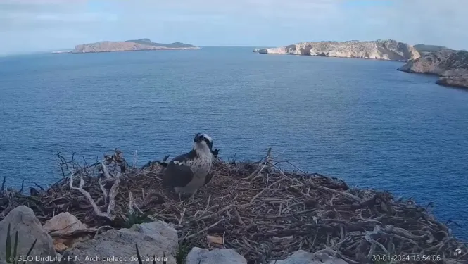 Una càmera permet monitorar les 24 hores d’un niu d’àguila peixatera a Cabrera