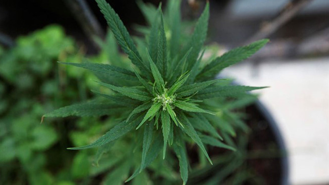 La marihuana sintètica, una de les drogues més perilloses pels adolescents
