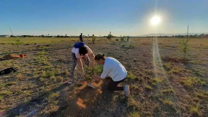 Acció ciutadana: sembrar arbres on AENA vol instal·lar plaques solars per alimentar l’ampliació de l’aeroport de Palma