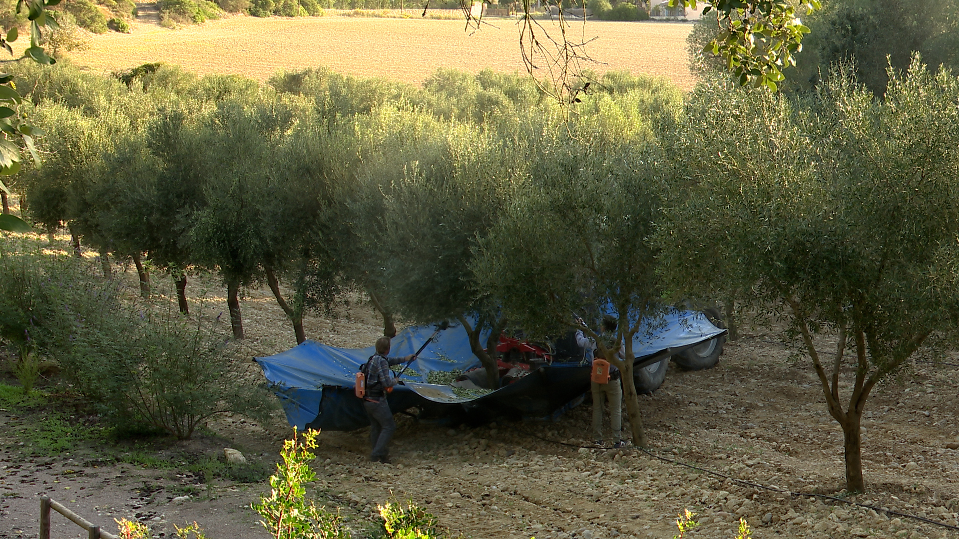 Collirem olives i farem oli a Algaida