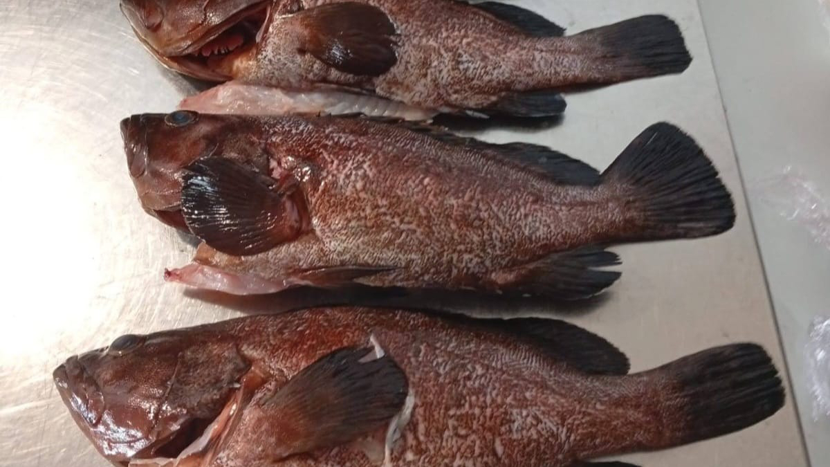 Denuncien un restaurant d’Eivissa per tinença il·legal de peix fresc