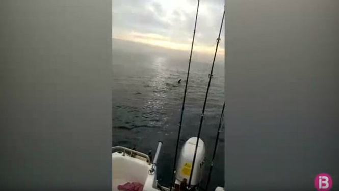 El vídeo d’un tauró pelegrí va ser albirat a la costa del Maresme