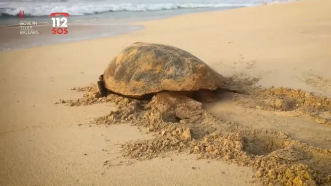 Com el canvi climàtic afecta a la nidificació de les tortugues