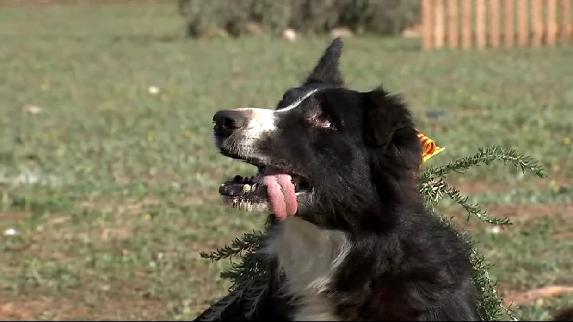 Mor Xusco, un dels millors cans d’atura de les Balears