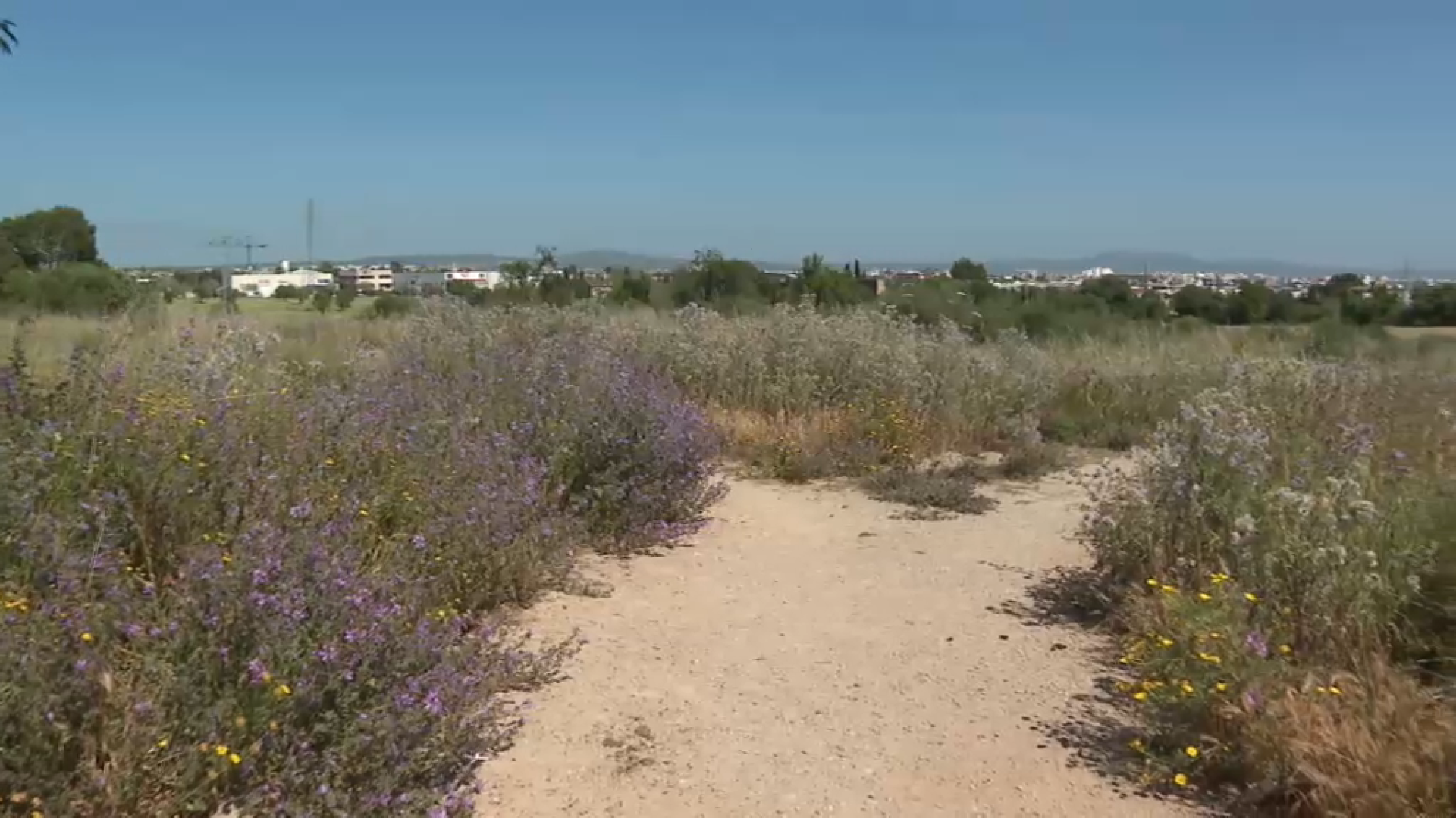 Cort assumirà la construcció d’uns 60 habitatges de lloguer a preu limitat