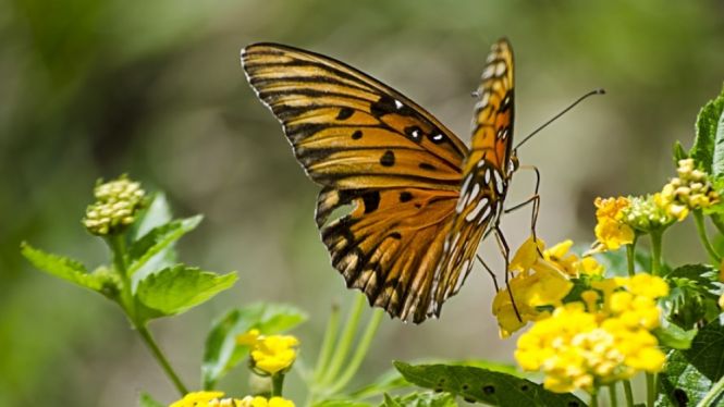 Se cerquen “científics ciutadans” per estudiar les papallones, les tortugues i les orquídies de Mondragó