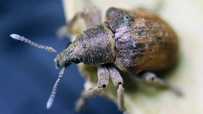 Es confirma l’escarabat exòtic i invasor “Gonipterus platensis” a Mallorca