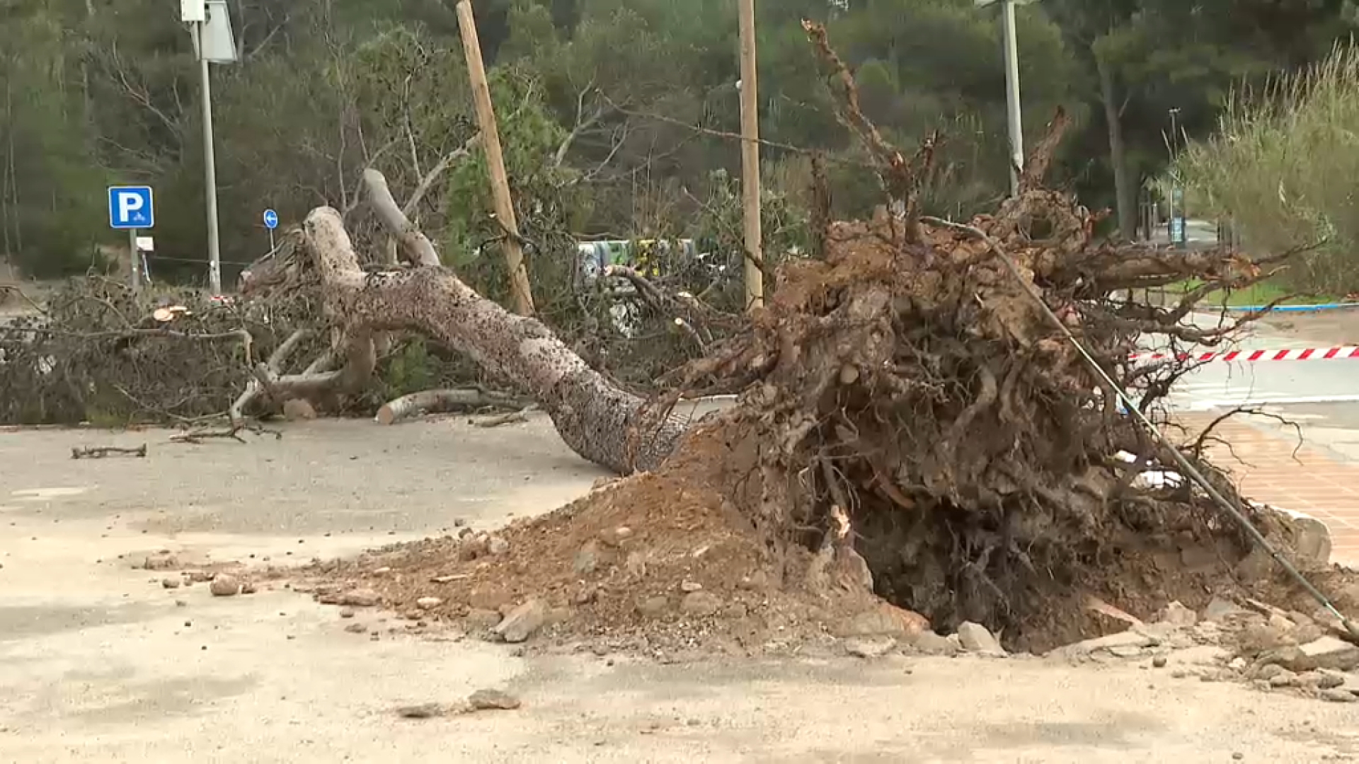El fort vent arrabassa pins centenaris a Cala Benirràs, a Sant Joan de Labritja