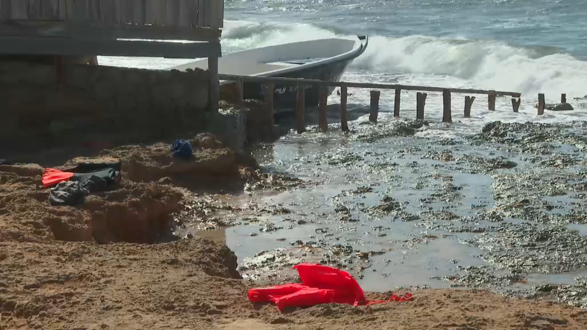 Nou rècord migratori a les Balears