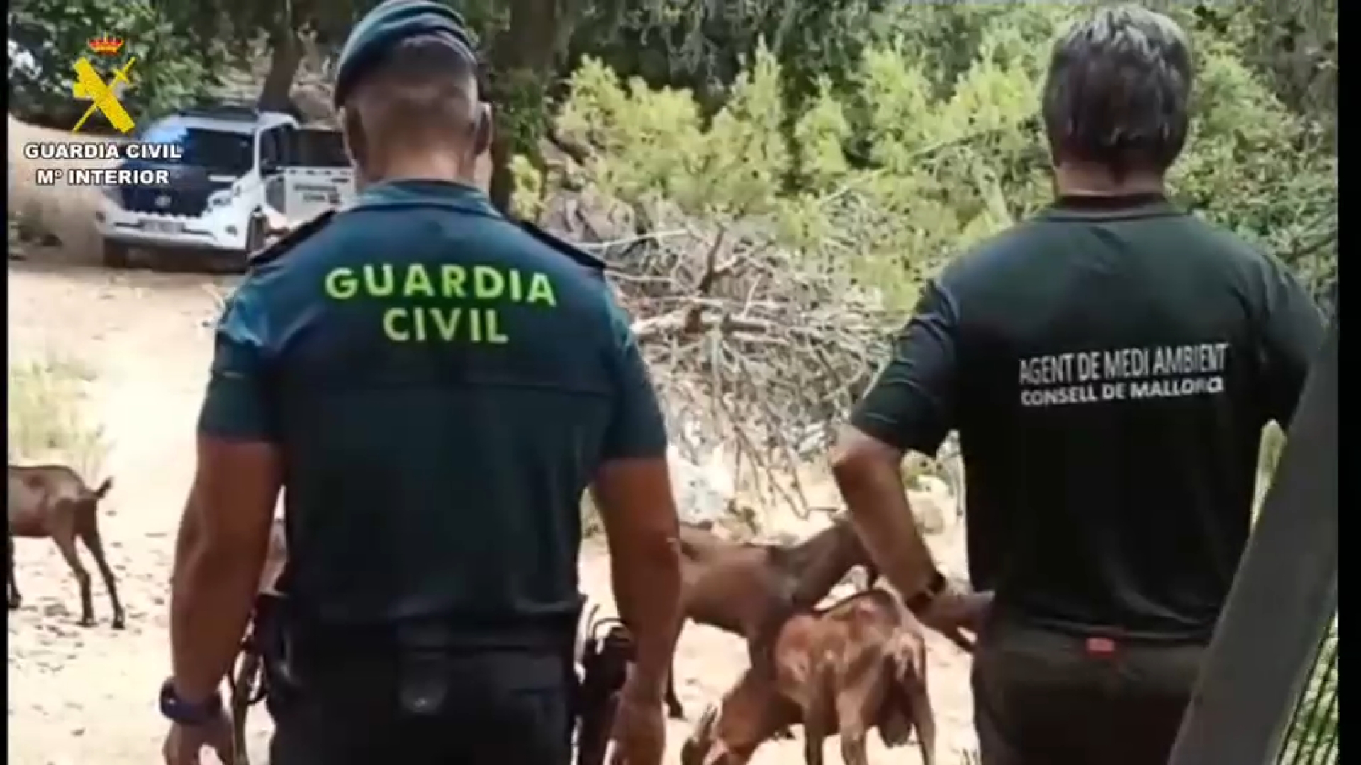 Alliberen 50 exemplars de boc balear criats il·legalment a la serra de Tramuntana