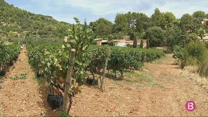 El camp balear viatjarà a Califòrnia per aprendre a combatre la Xylella