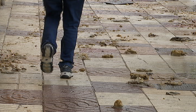 La pluja provoca que el centre d’Eivissa quedi cobert d’excrements del clavegueram