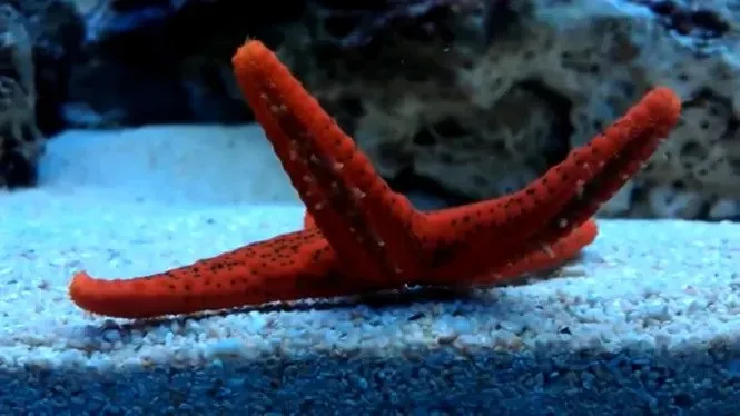 Estrelles marines, coralls i gorgònies ja es ressenten de la pujada de temperatura de la mar