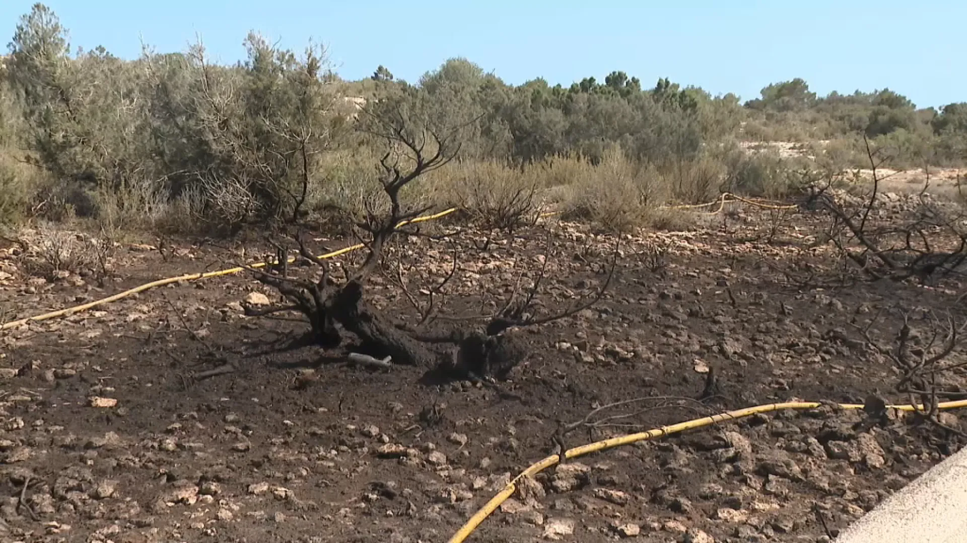 Un cable d’alta tensió provoca un incendi forestal al Camí Vell de la Mola, a Formentera