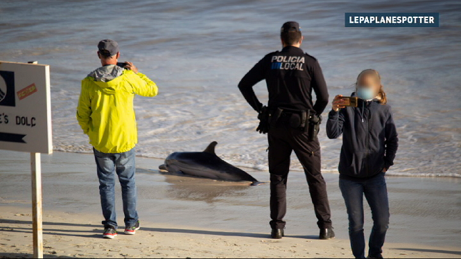 Mor un dofí varat a la Colònia de Sant Jordi
