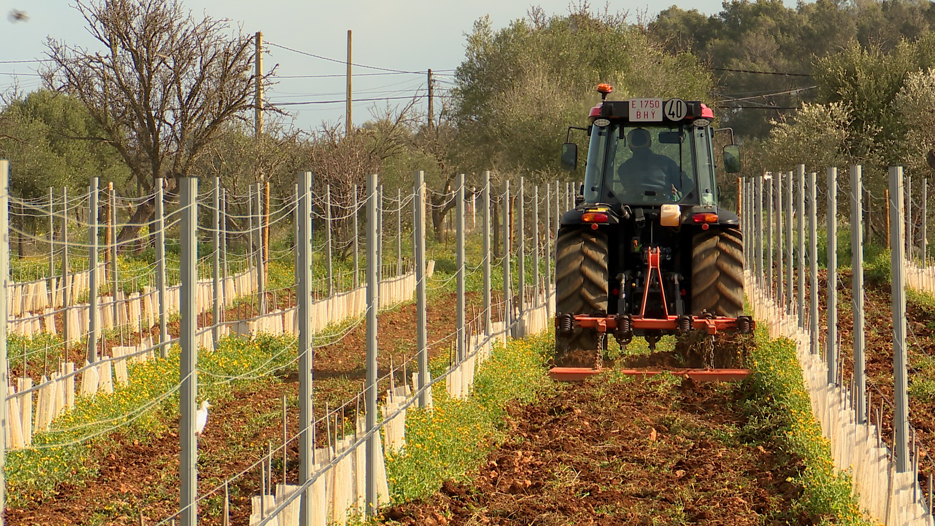 Visitam+un+celler+de+vi+a+Biniali