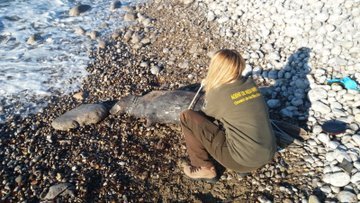 Troben una foca gris ofegada per plàstics a Cala Jondal