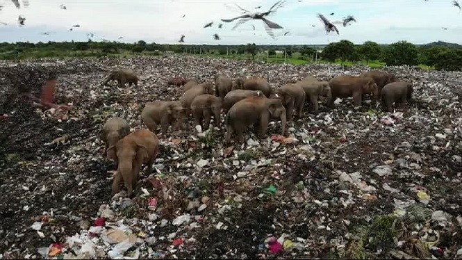 Elefants cerquen menjar en un abocador d’Sri Lanka