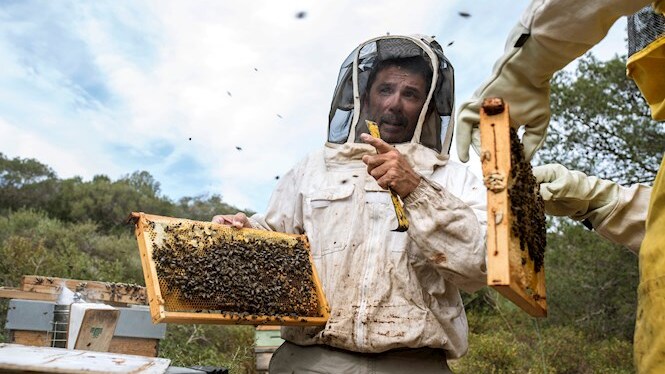“Enguany tendrem la pitjor collita de mel dels darrers 20 anys per la manca de pluges”
