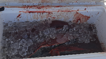 Decomissen 32 quilos de tonyina vermella a una embarcació de pesca recreativa, prop del Cap de Formentor