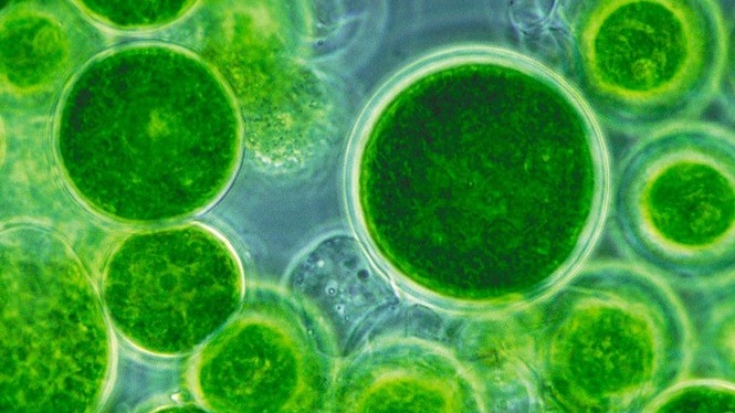 Científics espanyols lideren un projecte europeu per cultivar microalgues