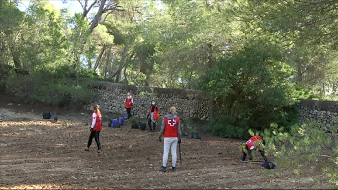 Voluntaris+de+la+Creu+Roja+planten+400+arbres+al+bosc+de+Bellver