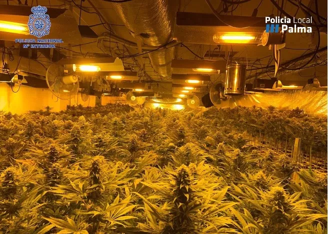 Detingut un home a Palma acusat de cultivar 700 plantes de marihuana