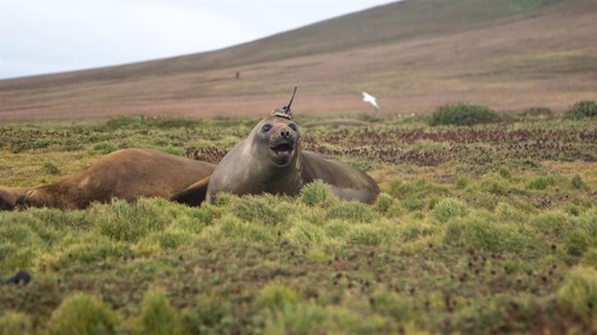 Una foca elefant permet desxifrar la transferència de calor en els oceans