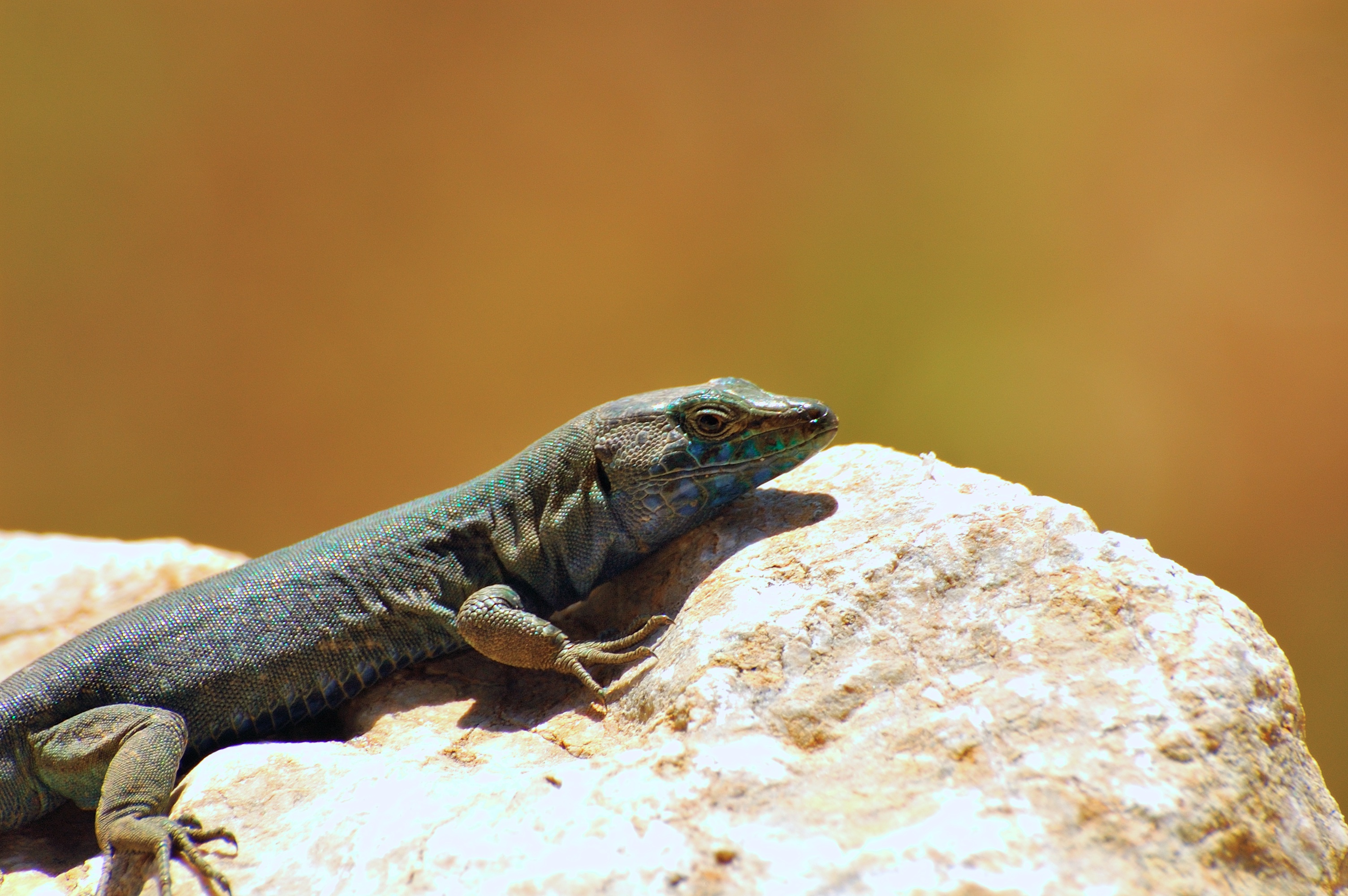 BALEARS+FA+CI%C3%88NCIA%3A+Itinerari+natural%C3%ADstic+pel+Parc+Nacional+de+Cabrera