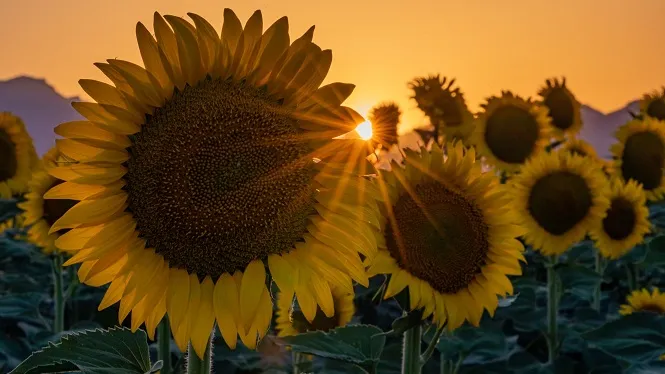 La+calor+guanya+protagonisme%3A+av%C3%ADs+groc+per+elevades+temperatures+avui+al+sud-oest+de+Mallorca