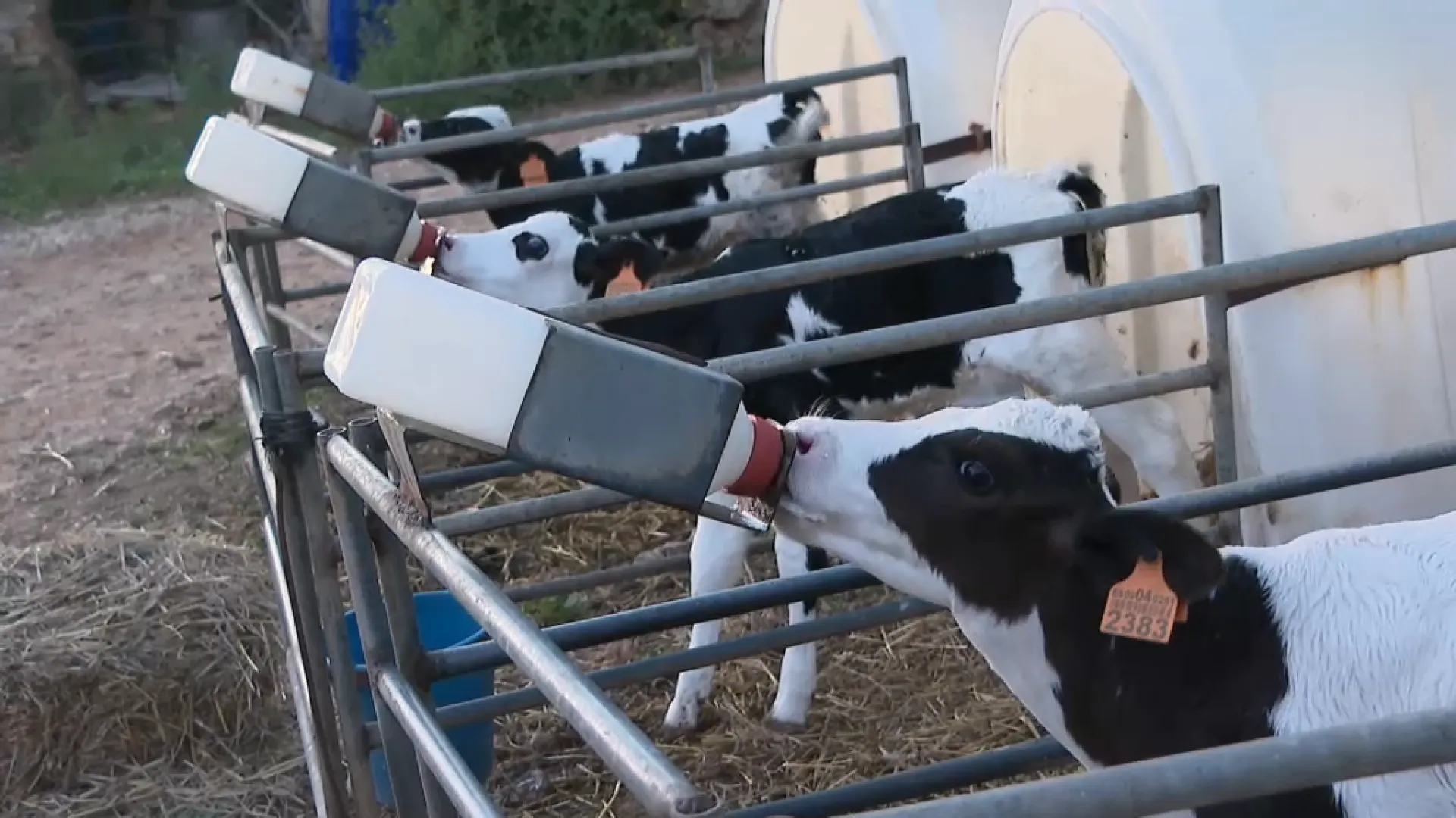 Els ramaders de Menorca analitzen adherir-se a la demanda col·lectiva contra el càrtel de la llet