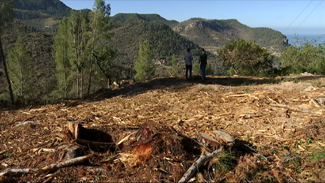 La retirada dels arbres de la Serra tardarà un any més