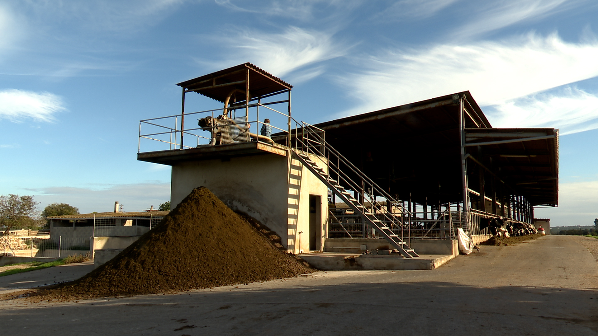 Innovació i tecnologia a una vaqueria a Llubí