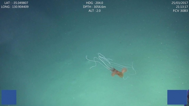 Troben cinc calamars gegants en les profundes aigües d’Austràlia