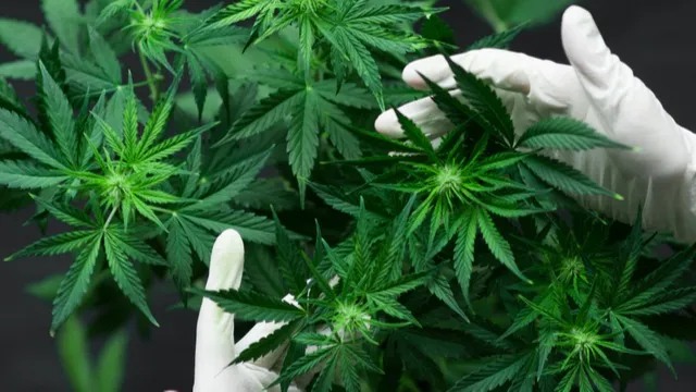 El Congrés avala regular el cànnabis medicinal i obre la porta a la seva dispensació en farmàcies