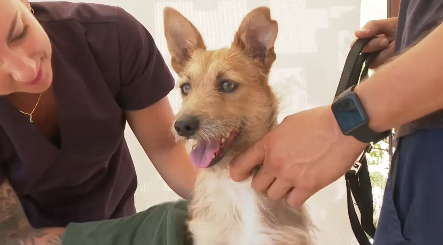 Un hotel de cinc estrelles d’Eivissa ofereix massatges relaxants per als cans dels seus clients