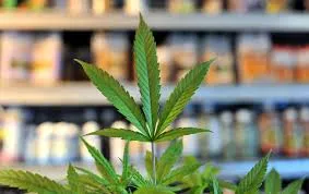 El Congrés avui debat la regulació integral del cànnabis