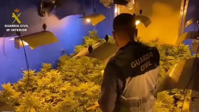 La Guàrdia Civil desmantella una plantació de marihuana a Algaida